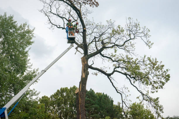 How Our Tree Care Process Works  in  Redfield, AR